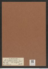 Auliscus caelatus var. mergens Rattr. (de-Toni-Nr.: Genus 171, Species 4362) Zeichnungen Sammlung Grunow Mappe 04319 (Herbarium_W_Grunow_drawings_Folder_04319)